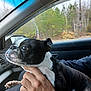 animal, black_and_white, boston_terrier, car_interior, closeup, companion, dog, furry, hand, human_hand, lap, looking_out, nature, pet, portrait, seat, tongue_out, travel, trees, window