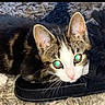Cookie is registered to the contest to win money with this photo: kitten, cat, tabby, white_fur, shoe, carpet, pet, animal, cute, curious, indoor, feline, whiskers, ears, close_up, young_cat, domestic_cat, cozy, resting, playful