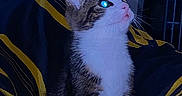 Cookie joined the competition — help win amazing prizes! cat, kitten, tabby, white, pet, animal, indoor, blanket, striped, curious, feline, cozy, comfort, looking_up, night, glowing_eyes, decor, furniture, soft, resting