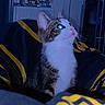 cat, kitten, tabby, white, pet, animal, indoor, blanket, striped, curious, feline, cozy, comfort, looking_up, night, glowing_eyes, decor, furniture, soft, resting