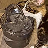 Cookie is registered to the contest to win money with this photo: cat, kitten, tabby, drinking, water, water_fountain, pet_accessory, floor, wooden_floor, indoor, curious, animal, mammal, young_cat, paw, side_view, domestic_cat, pet, close_up, flowing_water