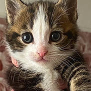 Cookie joined the competition — help win amazing prizes! kitten, cat, close_up, fur, whiskers, pink_nose, wide_eyes, cute, pet, animal, young, tabby, striped, hand, indoor, portrait, soft_light, feline, small, adorable