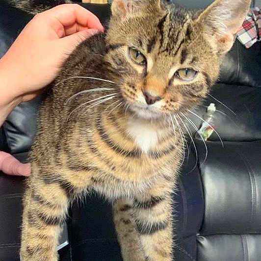 Tigger