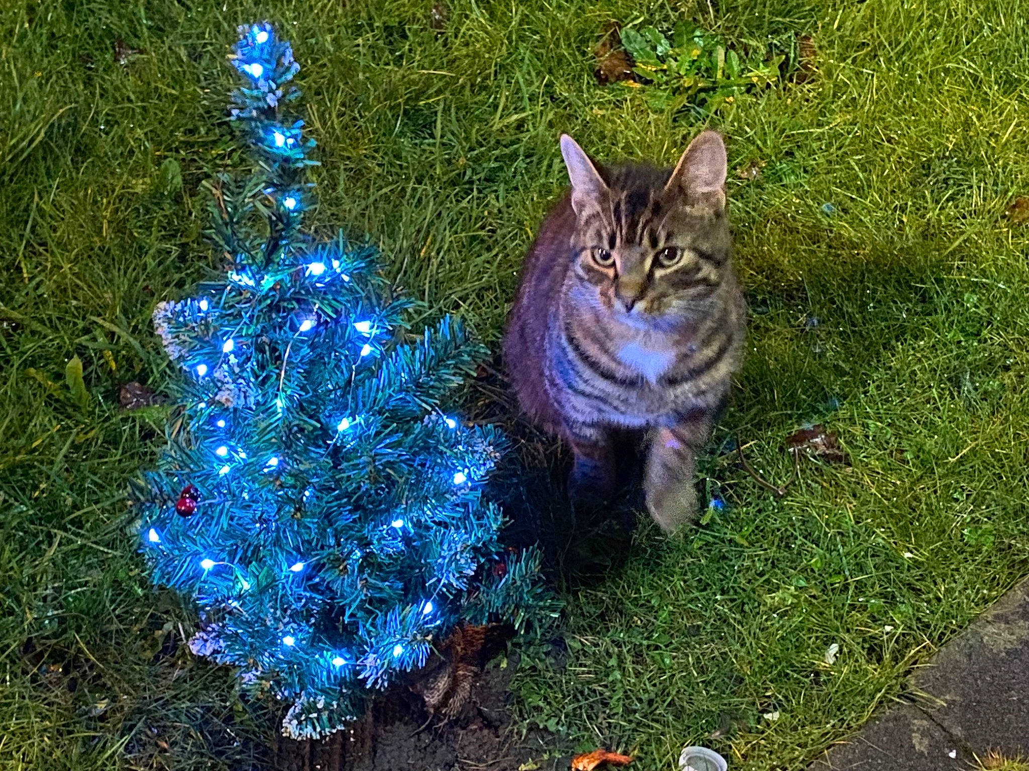 Tigger joined the competition — help win amazing prizes! carnivore, cat, christmas_decoration, christmas_ornament, christmas_tree, electric_blue, event, evergreen, felidae, grass, groundcover, holiday_ornament, lawn, organism, ornament, plant, purple, small_to_medium_sized_cats, tail, whiskers