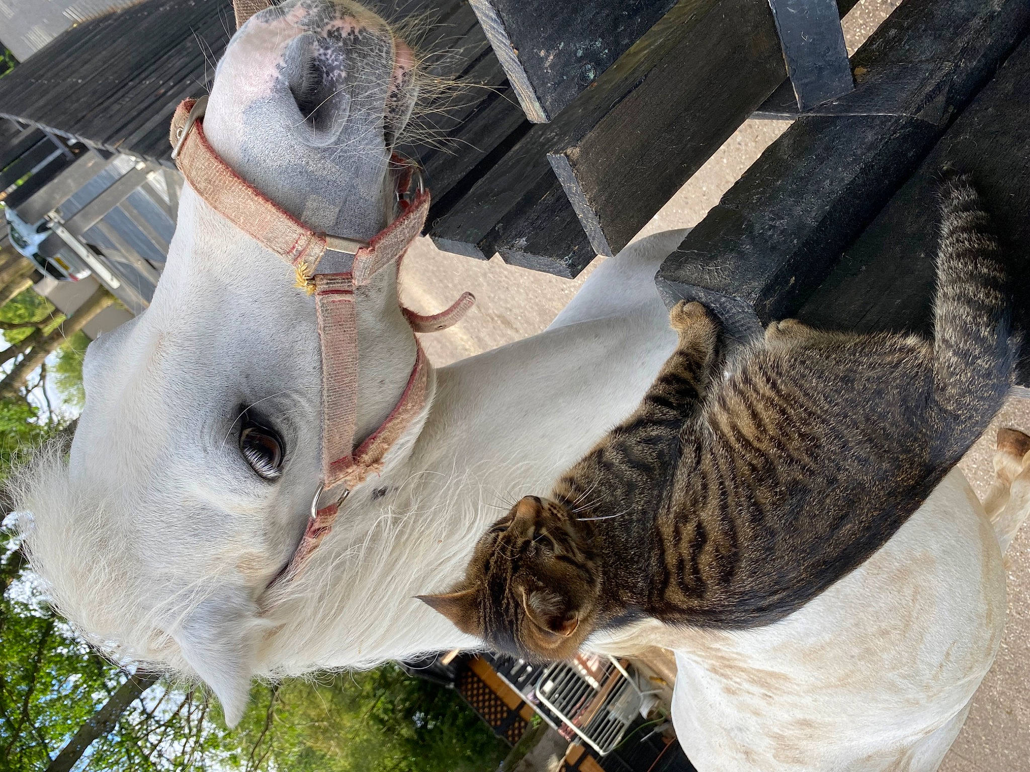 Tigger is registered to the contest to win money with this photo: fawn, mammal, natural_material, organism, pack_animal, snout, terrestrial_animal, tree, white, wildlife, wood, working_animal, wrinkle