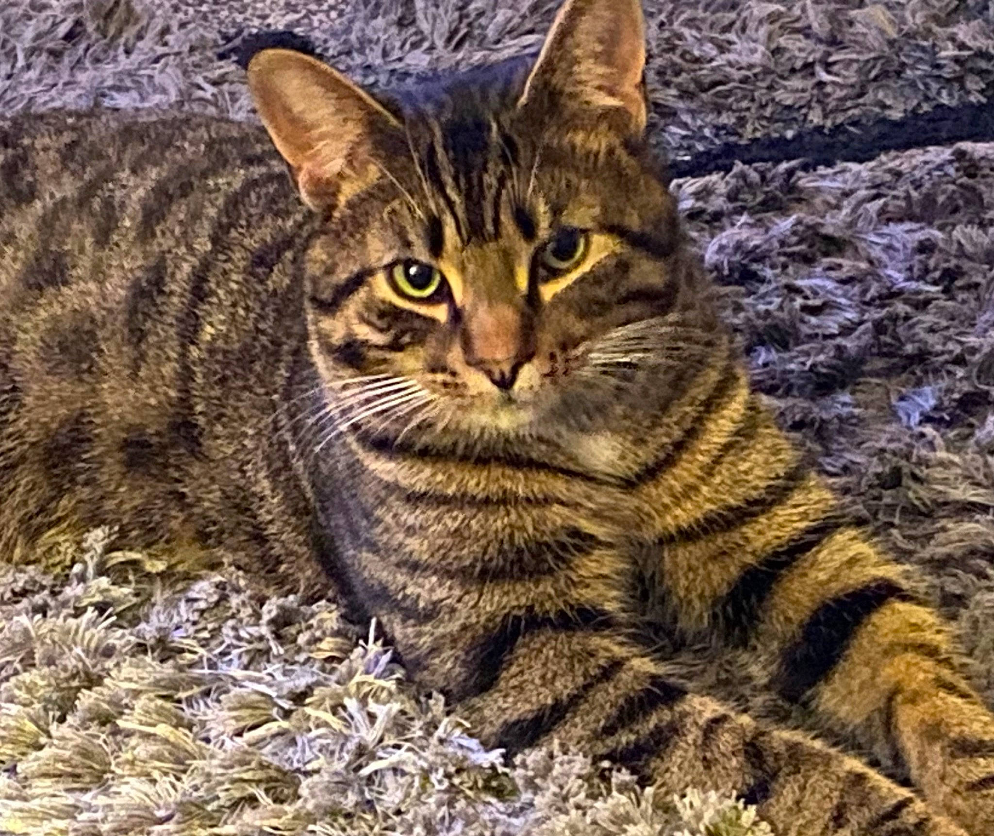 Tigger is registered to the contest to win money with this photo: carnivore, cat, domestic_short_haired_cat, felidae, fur, grass, pattern, paw, small_to_medium_sized_cats, snout, terrestrial_animal, tree, whiskers, wildlife, wood