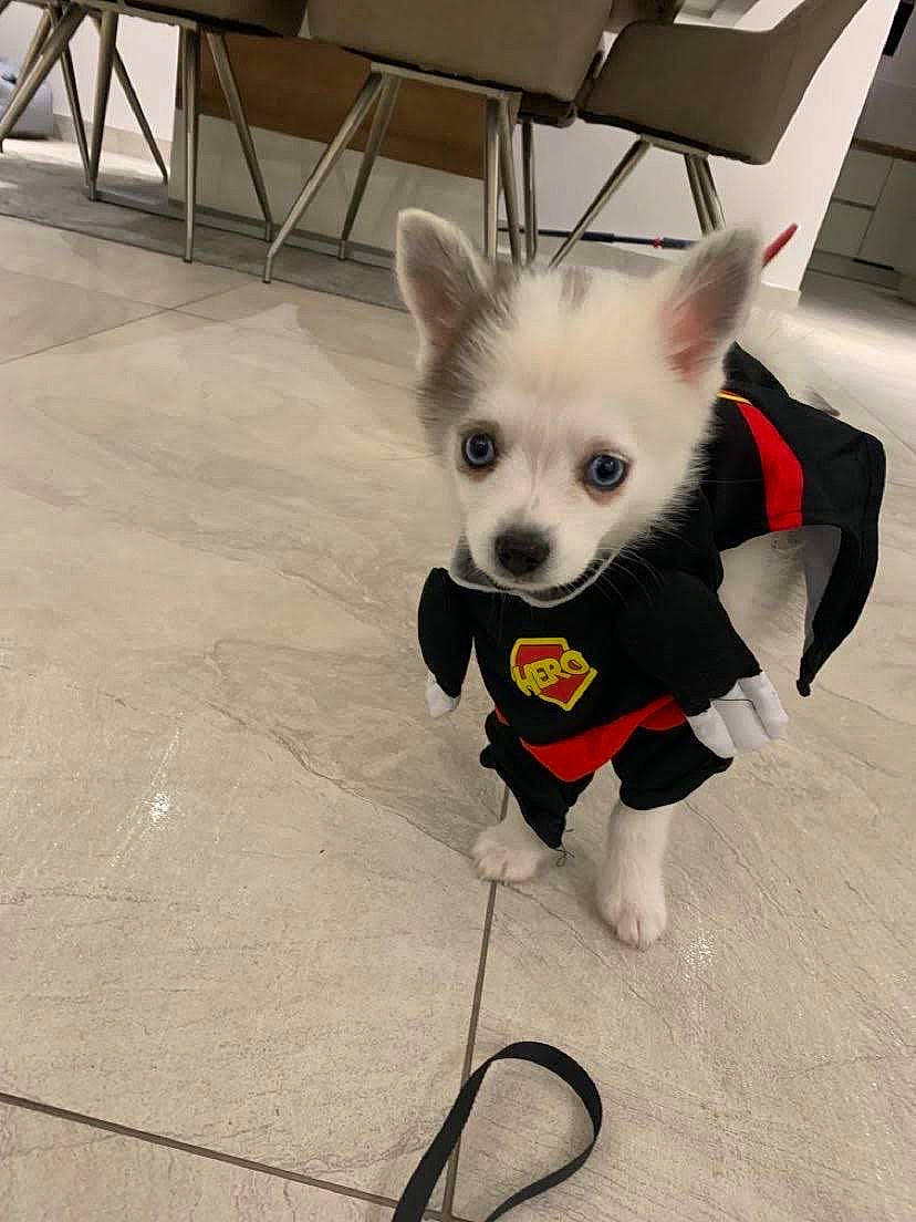 Alfa a rejoint le concours — aidez-le/la à gagner de superbes lots ! carnivore, chair, companion_dog, dog, dog_breed, dog_supply, eye, eyewear, fawn, fictional_character, floor, flooring, grey, head, snout, tail, toy, toy_dog, whiskers, wing