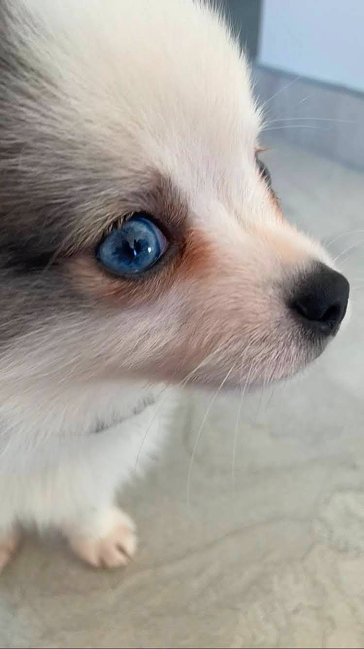 Alfa a rejoint le concours — aidez-le/la à gagner de superbes lots ! canidae, carnivore, close_up, companion_dog, corgi_chihuahua, dog, dog_breed, eyelash, fawn, fur, non_sporting_group, puppy, sky, snout, sporting_group, terrestrial_animal, toy_dog, volpino_italiano, whiskers, working_animal