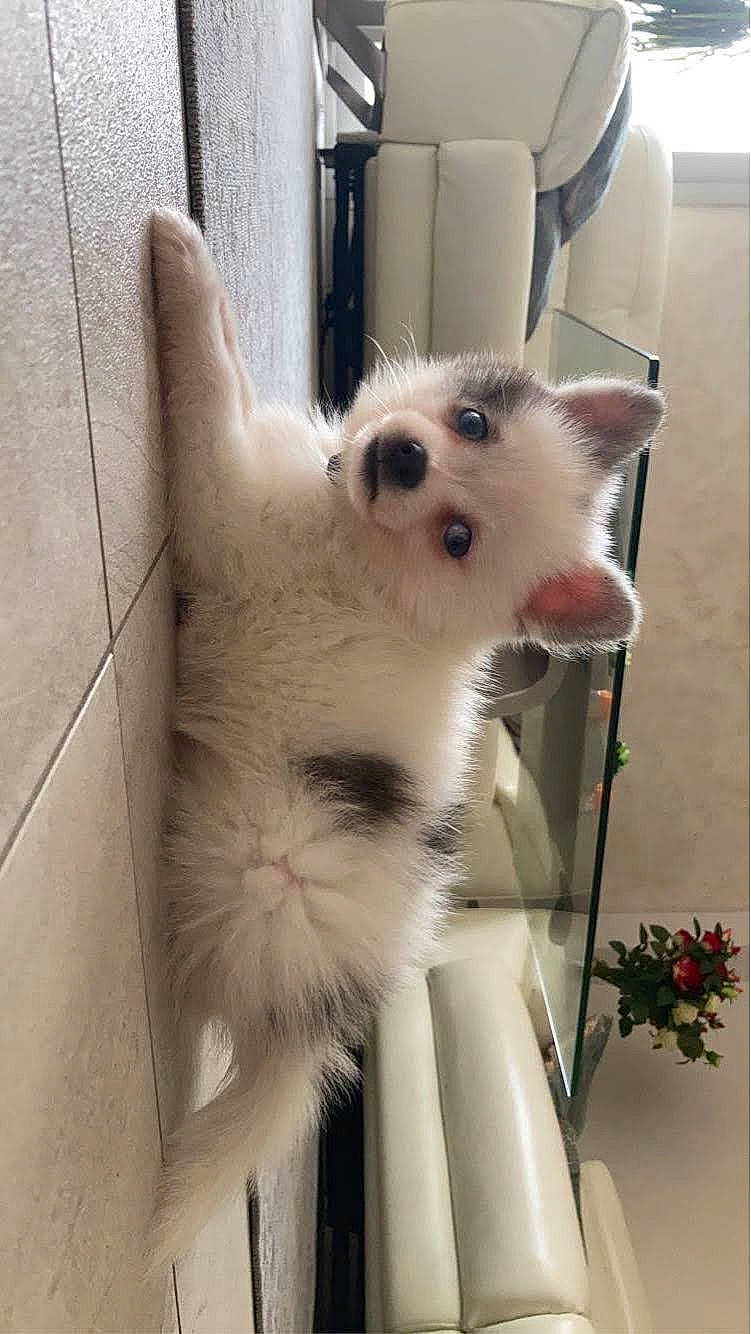 Alfa a rejoint le concours — aidez-le/la à gagner de superbes lots ! balinese, canidae, carnivore, cat, comfort, companion_dog, dog_breed, domestic_short_haired_cat, fawn, felidae, fur, paw, plant, small_to_medium_sized_cats, snout, tail, terrestrial_animal, whiskers, white, working_animal