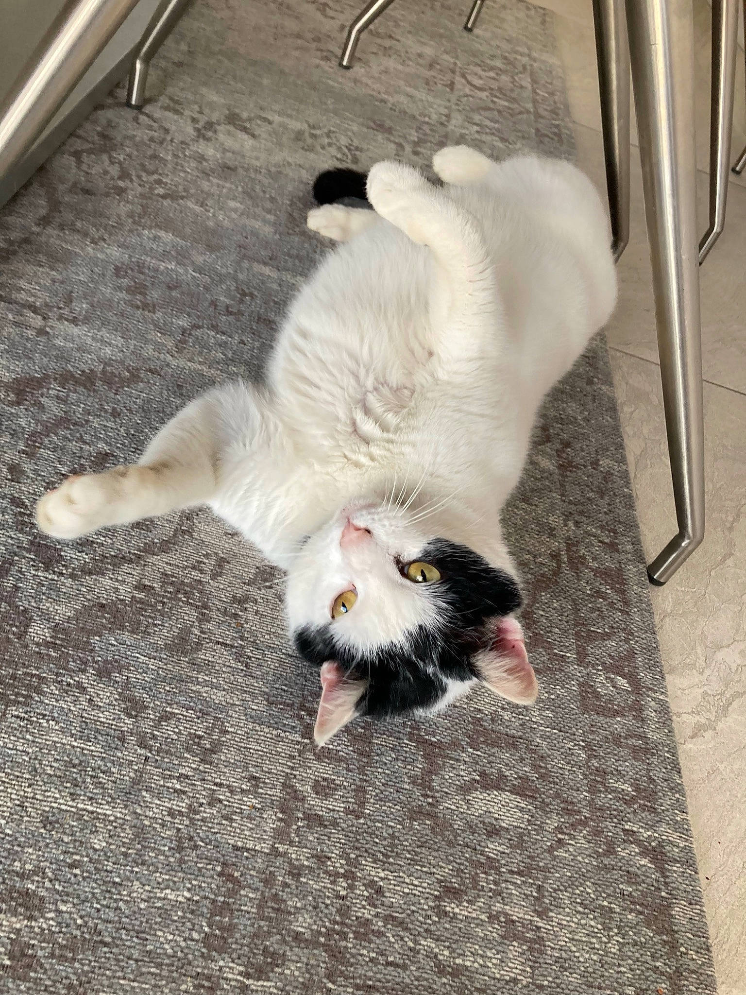 Oggy a rejoint le concours — aidez-le/la à gagner de superbes lots ! asphalt, carnivore, cat, claw, companion_dog, dog_breed, domestic_short_haired_cat, felidae, floor, flooring, foot, fur, grey, paw, road_surface, shadow, small_to_medium_sized_cats, tail, whiskers, wood