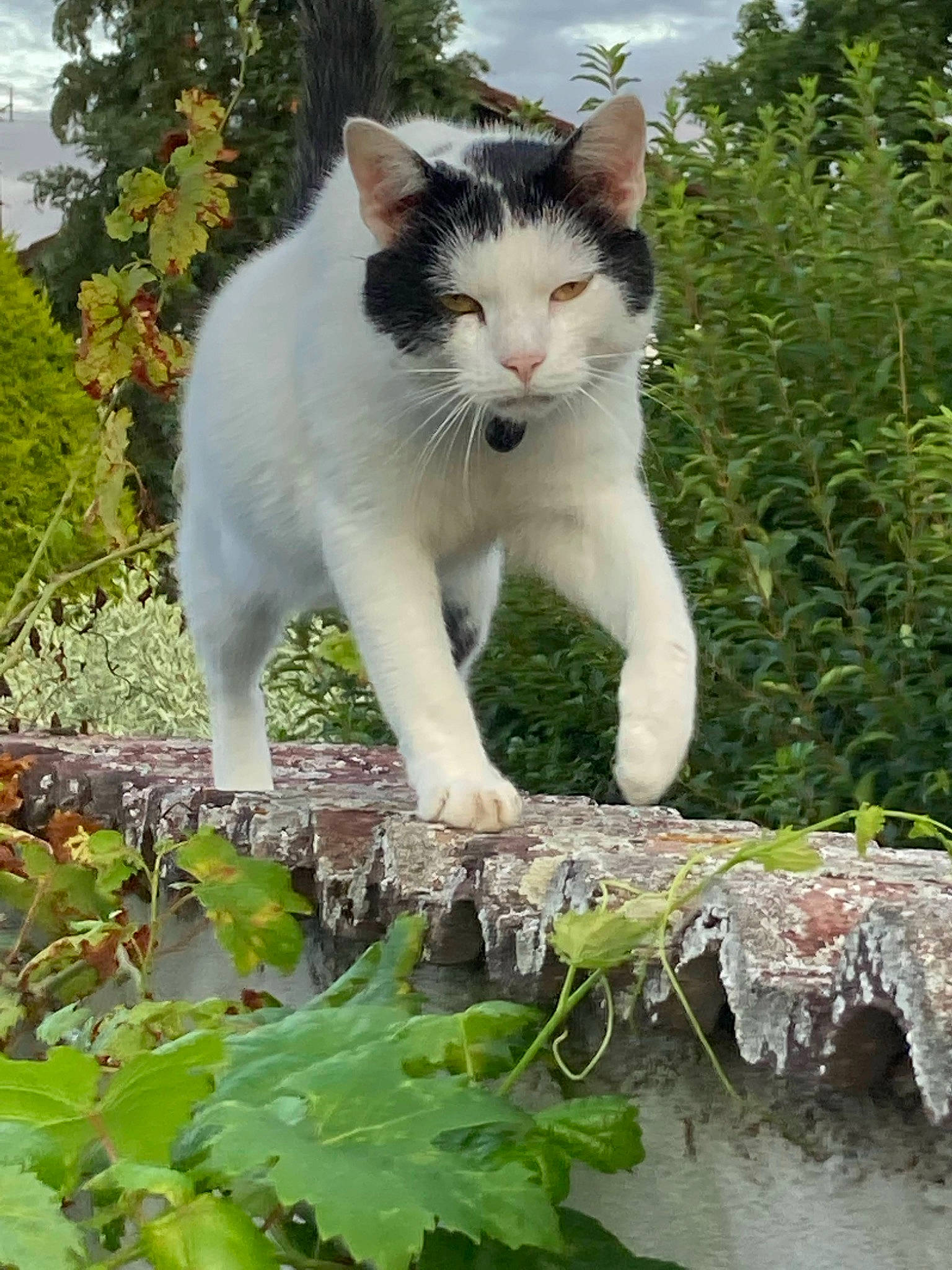 Oggy a rejoint le concours — aidez-le/la à gagner de superbes lots ! annual_plant, aquatic_plant, carnivore, cat, domestic_short_haired_cat, felidae, fur, garden, grass, groundcover, herb, plant, shrub, sky, small_to_medium_sized_cats, tail, tree, water, whiskers