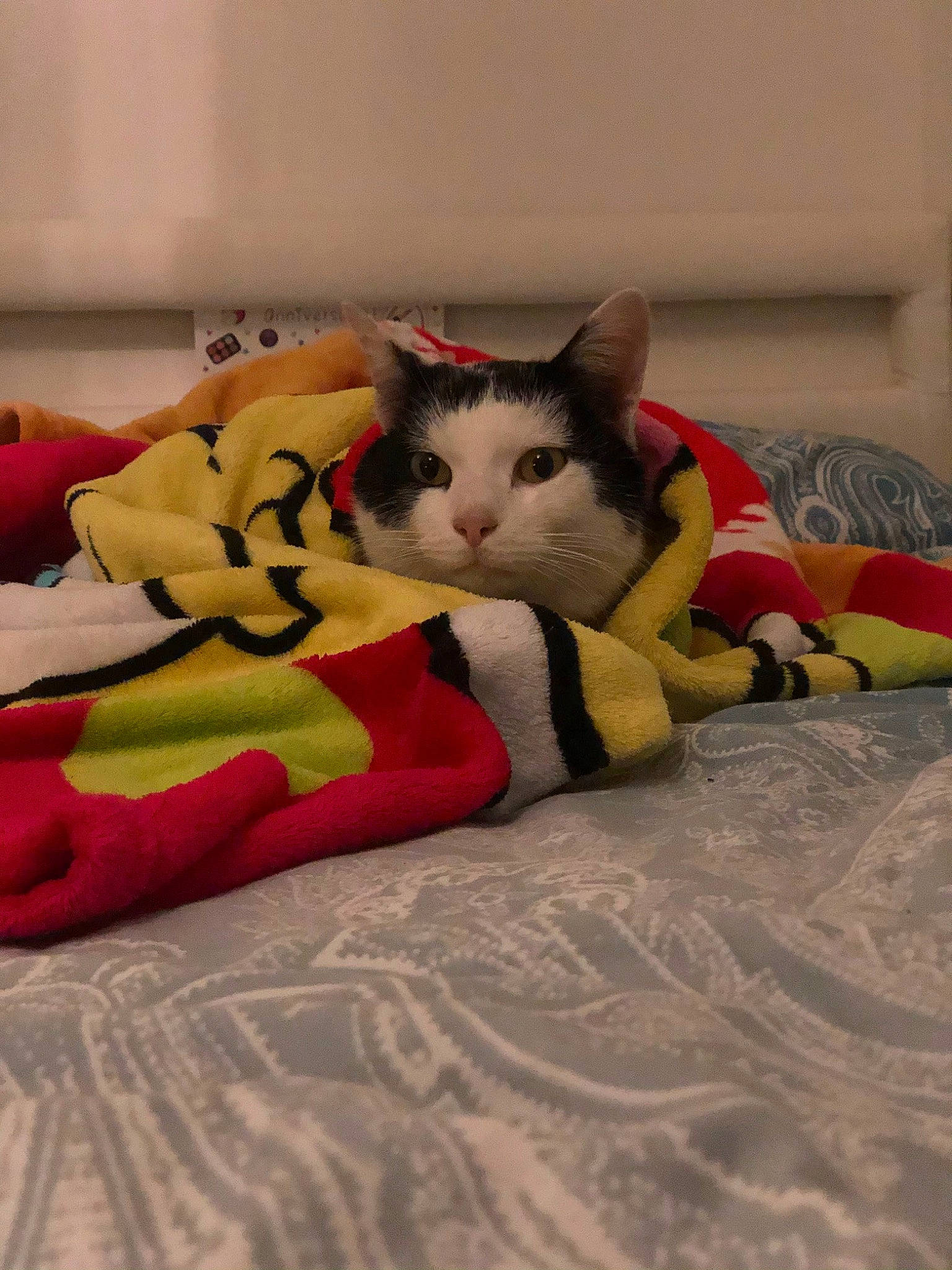 Oggy participe au concours pour gagner de l'argent avec cette photo : bed, bed_sheet, bedding, bedroom, carmine, carnivore, cat, comfort, domestic_short_haired_cat, felidae, flooring, fur, grey, linens, nap, paw, room, small_to_medium_sized_cats, tail, whiskers