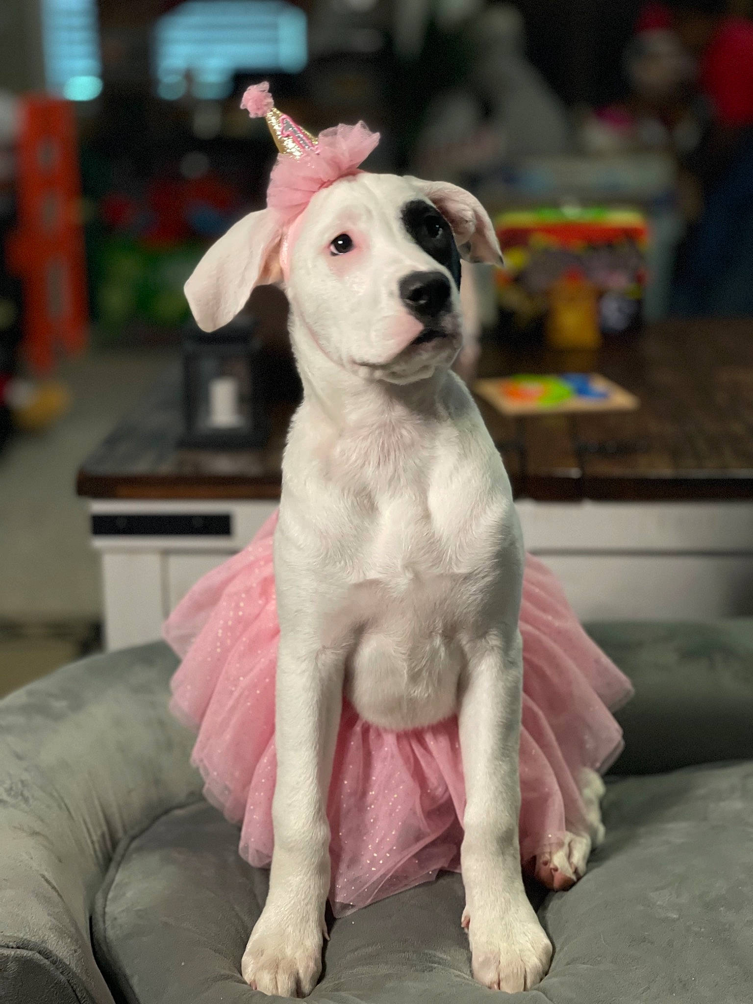 Penny is registered to the contest to win money with this photo: canidae, carnivore, collar, companion_dog, dog, dog_breed, dog_collar, dog_supply, dog_toy, fawn, fur, paw, pet_supply, pink, snout, sporting_group, tail, toy_dog, whiskers, working_animal