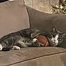 cat, christmas_tree, couch, cozy, festive_lights, football, fur, gray_cat, indoor, living_room, looking_at_camera, lying_down, paw, pet, portrait, relaxed, toy, upholstery, whiskers, white_paws