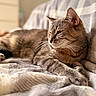 Lexi is registered to the contest to win money with this photo: animal, blanket, cat, closeup, comfort, couch, cozy, feline, fur, home, indoor, pet, portrait, relaxed, resting, sleepy, soft_texture, tabby_cat, warm_light, whiskers