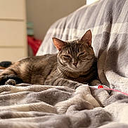 Lexi is registered to the contest to win money with this photo: animal, blanket, cat, comfortable, couch, cozy, domestic_cat, furniture, home, indoor, pet, relaxed, resting, sleepy, soft_texture, striped, sunlight, tabby_cat, warm, window_light