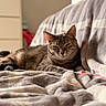 animal, blanket, cat, comfortable, couch, cozy, domestic_cat, furniture, home, indoor, pet, relaxed, resting, sleepy, soft_texture, striped, sunlight, tabby_cat, warm, window_light