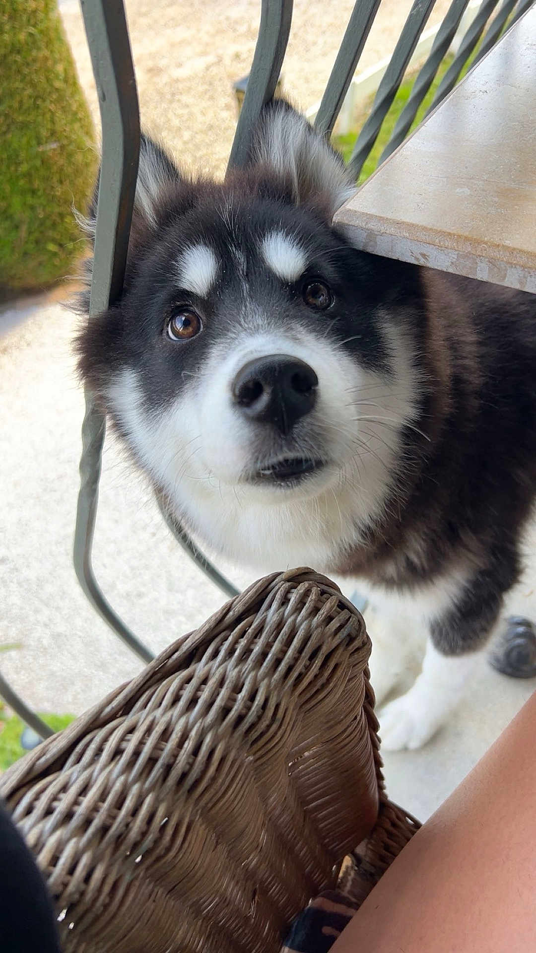 Stark a rejoint le concours — aidez-le/la à gagner de superbes lots ! dog, puppy, husky, black_and_white, fur, outdoor, balcony, railing, wicker_chair, curious, pet, animal, close_up, snout, brown_eyes, fence, porch, sunlight, domestic_animal, canine