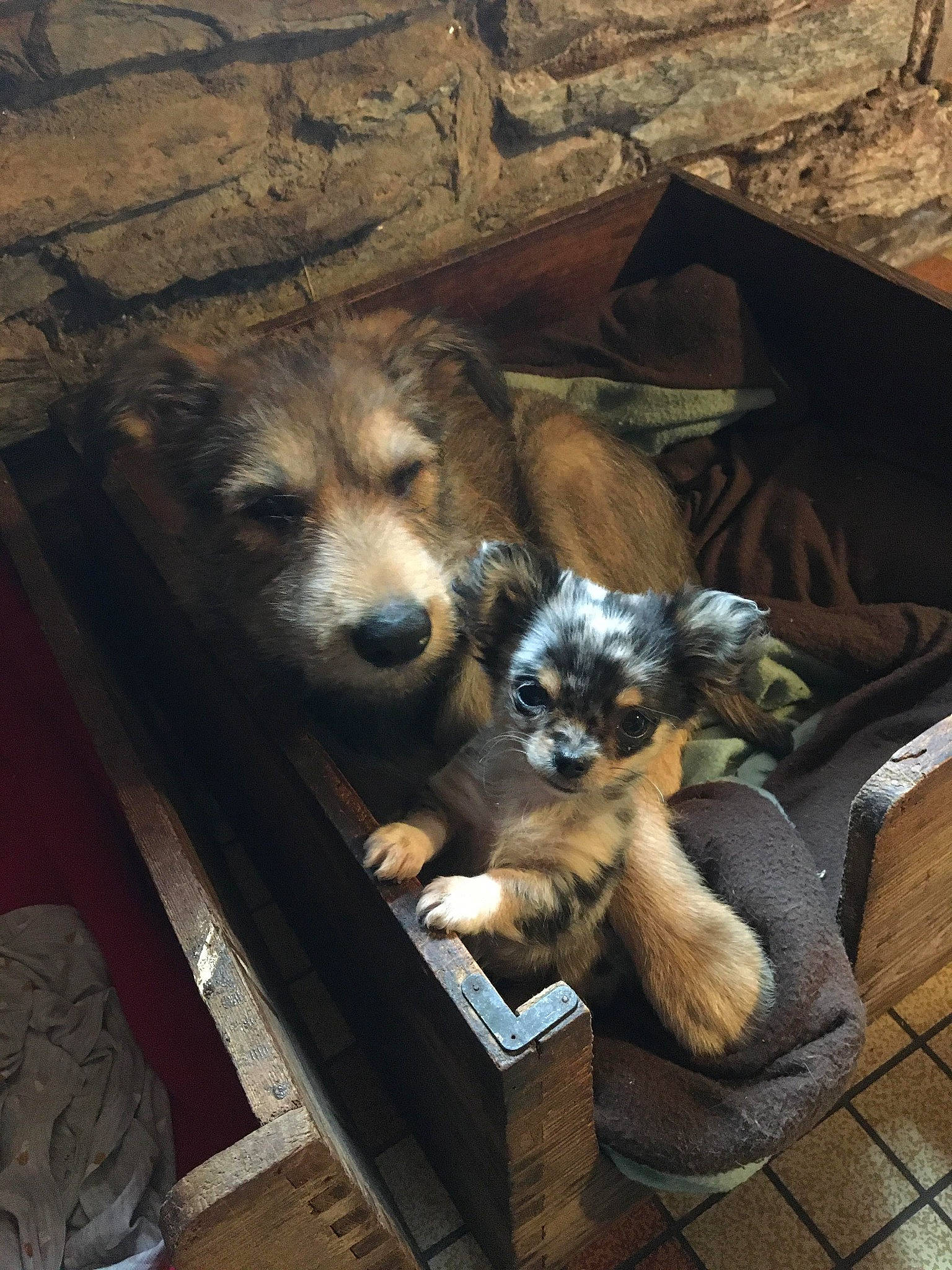 Romy a rejoint le concours — aidez-le/la à gagner de superbes lots ! canidae, carnivore, companion_dog, dog, dog_breed, fawn, fur, pet_supply, puppy, snout, terrestrial_animal, whiskers, working_dog