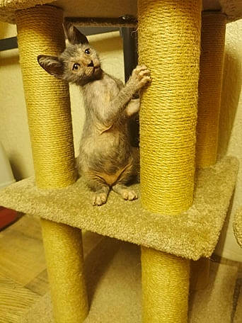 Riya De La Vallée Des Dieux