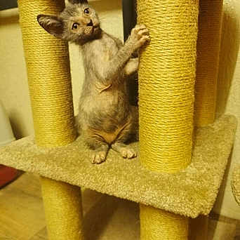 Riya De La Vallée Des Dieux