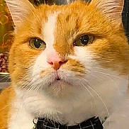 Merlin participe au concours pour gagner de l'argent avec cette photo : animal, bell, bow_tie, cat, close_up, collar, cute, domestic_animal, ears, face, feline, fur, indoor, looking_away, orange_cat, pet, pink_nose, portrait, whiskers, white_fur