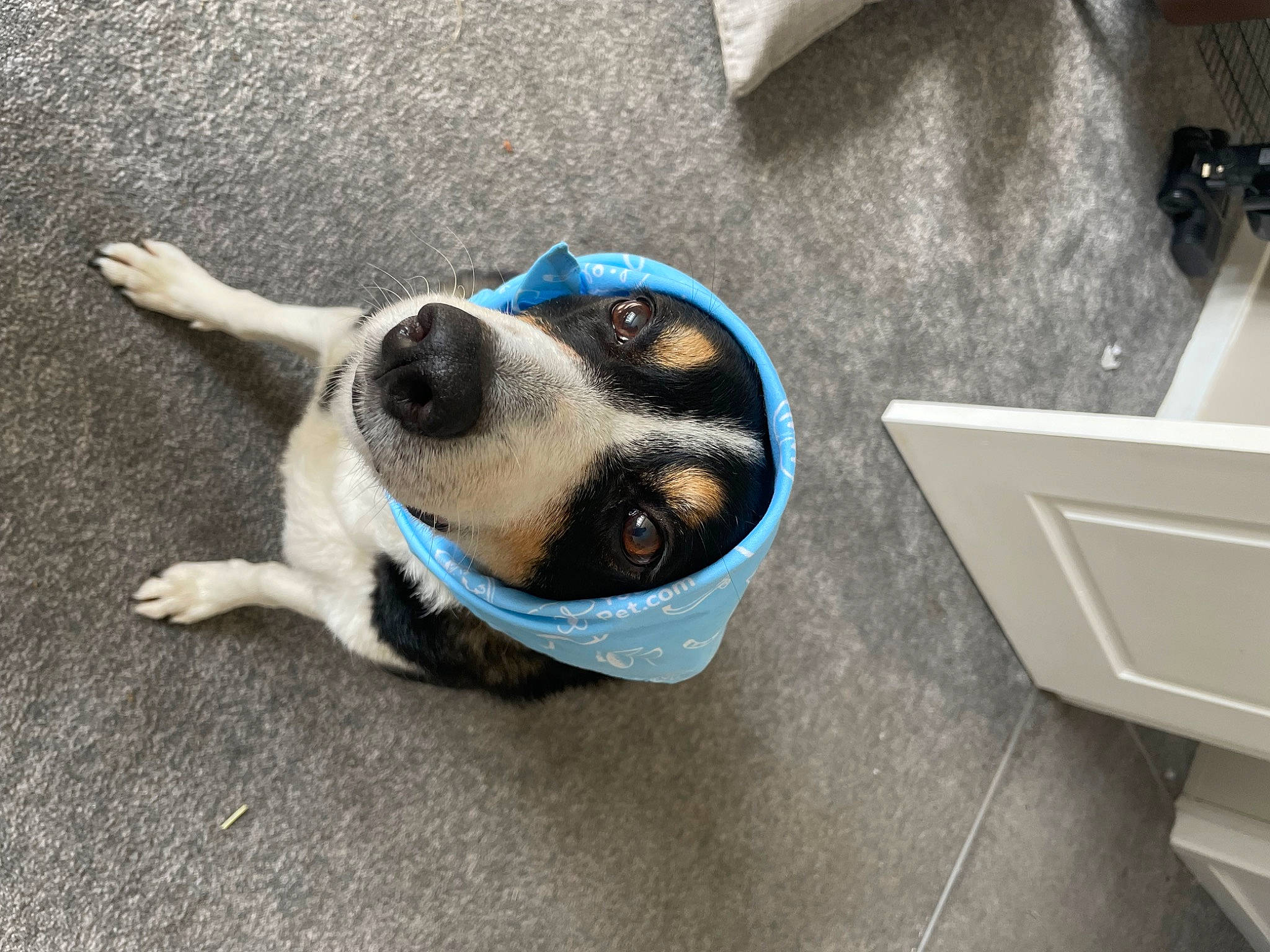 Molly is registered to the contest to win money with this photo: canidae, carmine, carnivore, collar, companion_dog, dog, dog_breed, dog_collar, dog_supply, eyewear, fawn, flooring, paw, pet_supply, snout, sporting_group, toy_dog, vertebrate, whiskers, working_animal