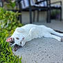 Naly joined the competition — help win amazing prizes! animal, black_spots, blurred_background, cat, chairs, concrete, curious, daylight, feline, grass, greenery, lounging, nature, outdoor, paws, peaceful, pet, relaxed, texture, white_cat