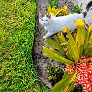 Naly is registered to the contest to win money with this photo: animal, cat, collar, curious, daylight, flower, garden, grass, greenery, nature, outdoor, pet, pink_flowers, plants, sidewalk, small_flower, soil, walking, white_cat, yellow_leaves