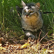 Wallace a rejoint le concours — aidez-le/la à gagner de superbes lots ! animal, cat, closeup, ears, eyes, feline, fluffy, grass, greenery, ground, leaves, muzzle, nature, outdoor, pet, relaxing, resting, shadow, sunlight, wildlife