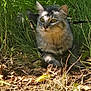 animal, cat, closeup, ears, eyes, feline, fluffy, grass, greenery, ground, leaves, muzzle, nature, outdoor, pet, relaxing, resting, shadow, sunlight, wildlife