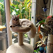 Wallace a rejoint le concours — aidez-le/la à gagner de superbes lots ! banana_leaf, cat, cat_tree, cozy, decor, fluffy, furniture, glass_door, gray_cat, home, indoor, orchid, pet, plant, potted_plant, relaxing, sunlight, table, tail, window