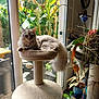banana_leaf, cat, cat_tree, cozy, decor, fluffy, furniture, glass_door, gray_cat, home, indoor, orchid, pet, plant, potted_plant, relaxing, sunlight, table, tail, window