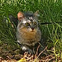 animal, cat, closeup, ears, eyes, feline, grass, gray_cat, greenery, ground, leaves, mammal, nature, outdoor, pet, plants, shadows, sunlight, whiskers, wildlife