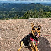 Cataleya a rejoint le concours — aidez-le/la à gagner de superbes lots ! dog, animal, pet, outdoor, mountain, nature, forest, rock, hiking, landscape, sky, cloud, leash, red_harness, sitting, happy, tongue_out, scenic, daylight, adventure