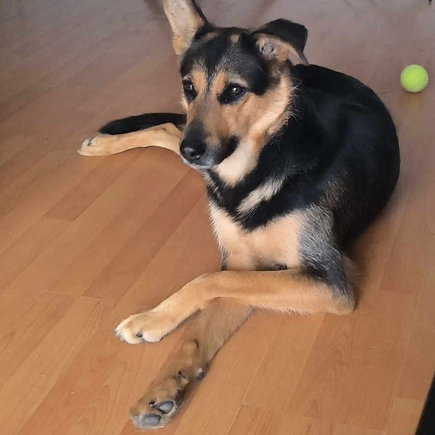 Cataleya participe au concours pour gagner de l'argent avec cette photo : animal, black_fur, bowl, calm, canine, dog, domestic, ears, feeding_station, floor, furniture, house, indoor, pet, relaxed, resting, side_view, tan_fur, tennis_ball, wooden_floor