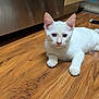 Mr. Pink is registered to the contest to win money with this photo: kitten, cat, white_cat, wooden_floor, indoor, pet, animal, feline, young_cat, curious, relaxed, household, flooring, ears, whiskers, paws, looking, domestic_cat, mammal, companion