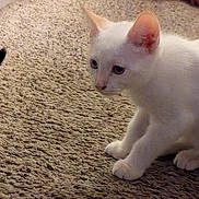 Mr. Pink is registered to the contest to win money with this photo: white_cat, kitten, carpet, indoor, pet, animal, curious, crouching, feline, person_partial, knees, hands, close_up, young_cat, fur, whiskers, ears, paws, floor, texture