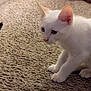 white_cat, kitten, carpet, indoor, pet, animal, curious, crouching, feline, person_partial, knees, hands, close_up, young_cat, fur, whiskers, ears, paws, floor, texture