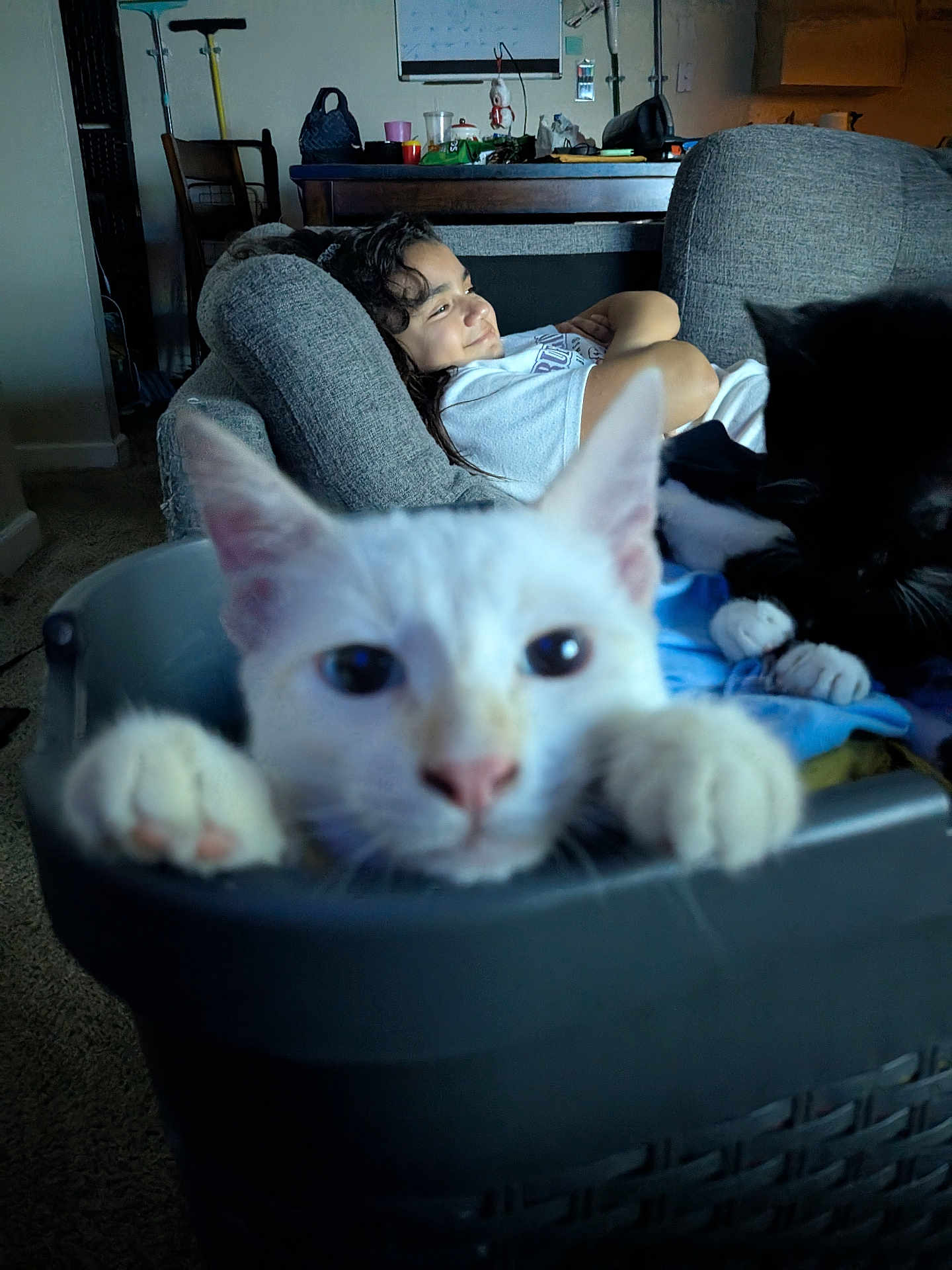 Mr. Pink is registered to the contest to win money with this photo: cat, white_cat, black_cat, person, couch, basket, indoor, relaxed, curious, feline, pet, home, carpet, furniture, animal, resting, close_up, portrait, casual, cozy