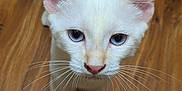 Mr. Pink is registered to the contest to win money with this photo: cat, white_cat, blue_eyes, whiskers, pet, animal, indoor, wooden_floor, curious, close_up, feline, domestic_cat, looking_up, young_cat, cute, fur, ears, pink_nose, standing, alert