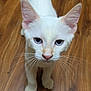 cat, white_cat, blue_eyes, whiskers, pet, animal, indoor, wooden_floor, curious, close_up, feline, domestic_cat, looking_up, young_cat, cute, fur, ears, pink_nose, standing, alert