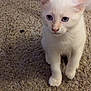 Mr. Pink is registered to the contest to win money with this photo: cat, kitten, white_cat, blue_eyes, carpet, indoor, pet, animal, feline, cute, young, curious, whiskers, ears, paws, fur, close_up, looking, standing, home