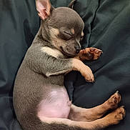 Lego participe au concours pour gagner de l'argent avec cette photo : puppy, sleeping, dog, cute, animal, pet, fur, blanket, resting, small, paw, cozy, young, adorable, relaxing, closed_eyes, lying_down, brown, black, pink_belly