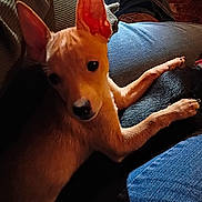 Popcorn joined the competition — help win amazing prizes! animal, black, black_dog, brown, closeup, companion, couch, cozy, curious, denim, dog, ears, friendship, furniture, indoor, jeans, paws, pet, puppy, resting