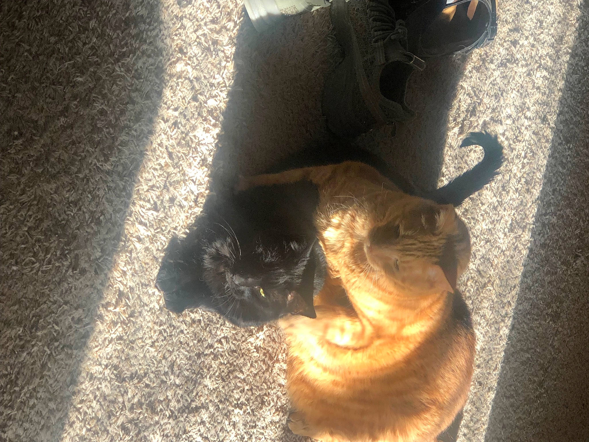 Havok joined the competition — help win amazing prizes! carnivore, cat, dog_breed, fawn, felidae, flooring, fur, human_leg, liver, road_surface, shadow, small_to_medium_sized_cats, snout, sporting_group, tail, terrestrial_animal, tints_and_shades, whiskers, wood, working_animal