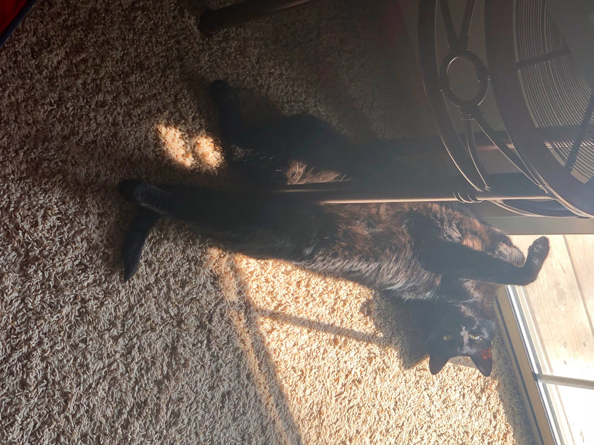 Havok is registered to the contest to win money with this photo: asphalt, auto_part, automotive_exterior, automotive_lighting, automotive_tire, automotive_wheel_system, bumper, carnivore, flooring, foot, human_leg, leg, road_surface, tail, tints_and_shades, tire, tree, vehicle_door, vertebrate, wood