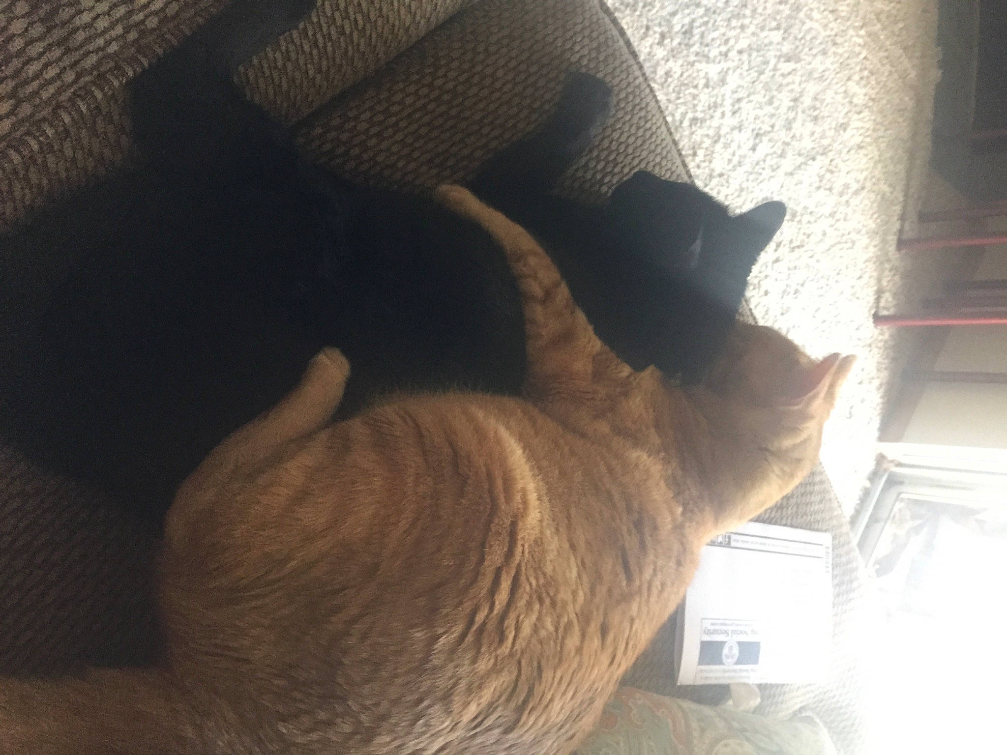 Havok joined the competition — help win amazing prizes! black_cat, carnivore, cat, comfort, companion_dog, dog_breed, domestic_short_haired_cat, ear, fawn, felidae, fur, gesture, paw, small_to_medium_sized_cats, snout, tail, tints_and_shades, whiskers, window, wood