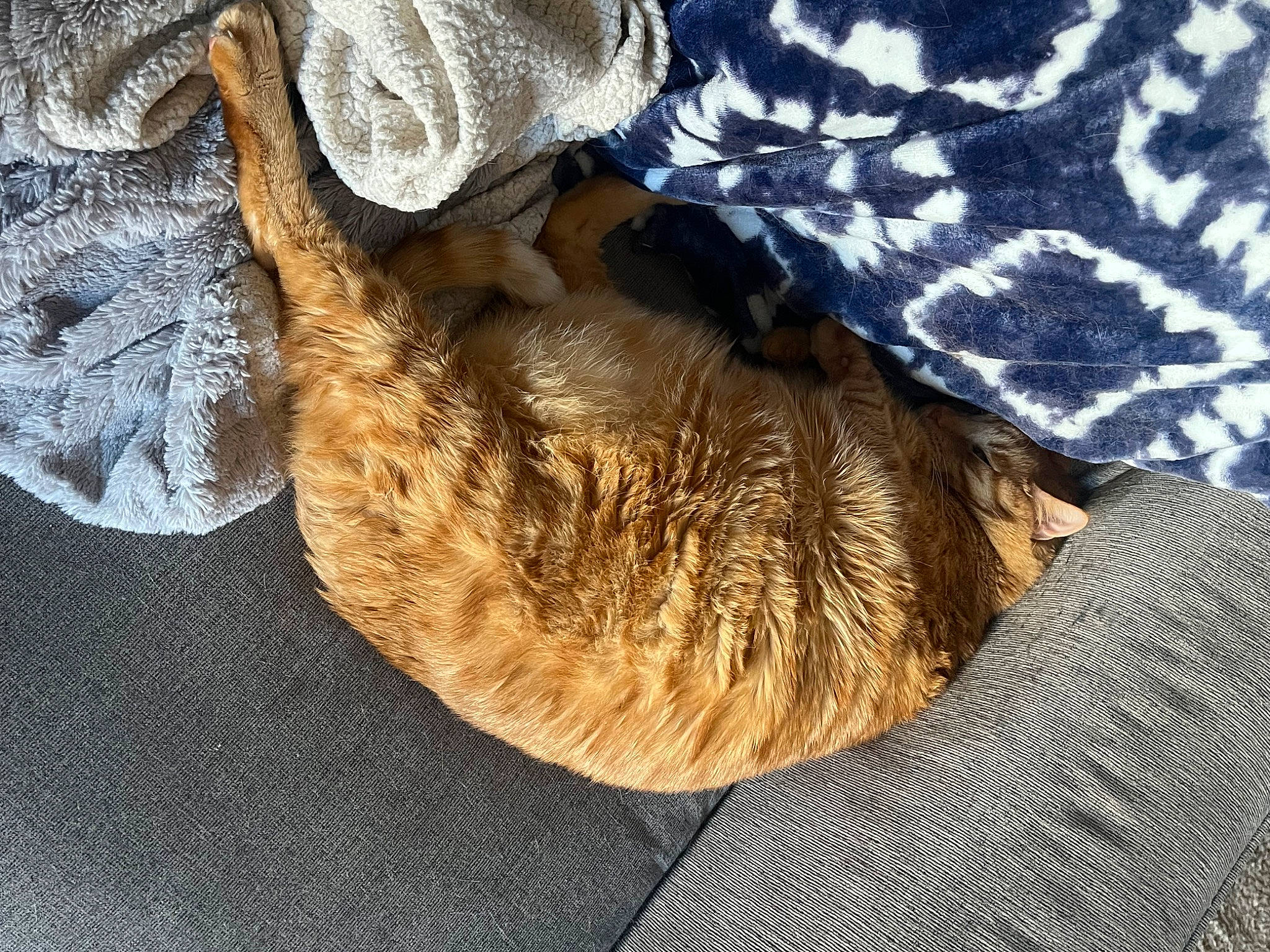 Benedict is registered to the contest to win money with this photo: canidae, carnivore, cat, comfort, dog_breed, domestic_short_haired_cat, electric_blue, fawn, felidae, fur, hat, human_leg, linens, small_to_medium_sized_cats, snout, sporting_group, tail, tree, whiskers, wood