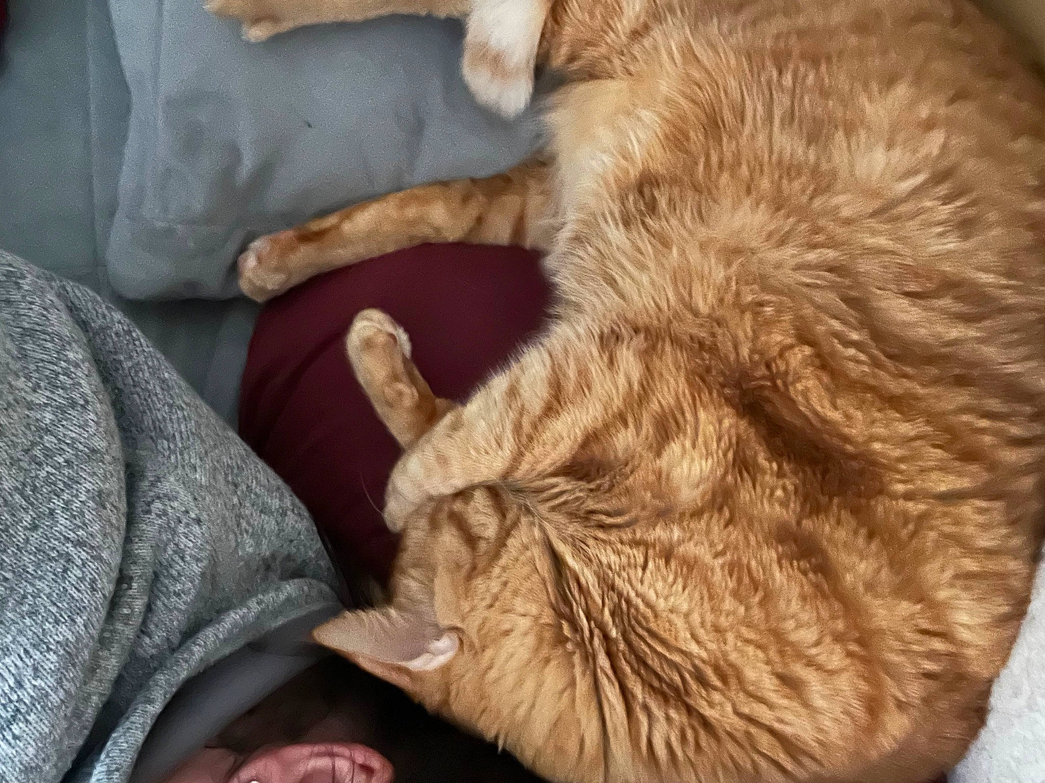 Benedict joined the competition — help win amazing prizes! carnivore, cat, comfort, companion_dog, dog_breed, domestic_short_haired_cat, ear, fawn, felidae, fur, gesture, human_leg, liver, primate, small_to_medium_sized_cats, sporting_group, tail, whiskers, wood, wrinkle